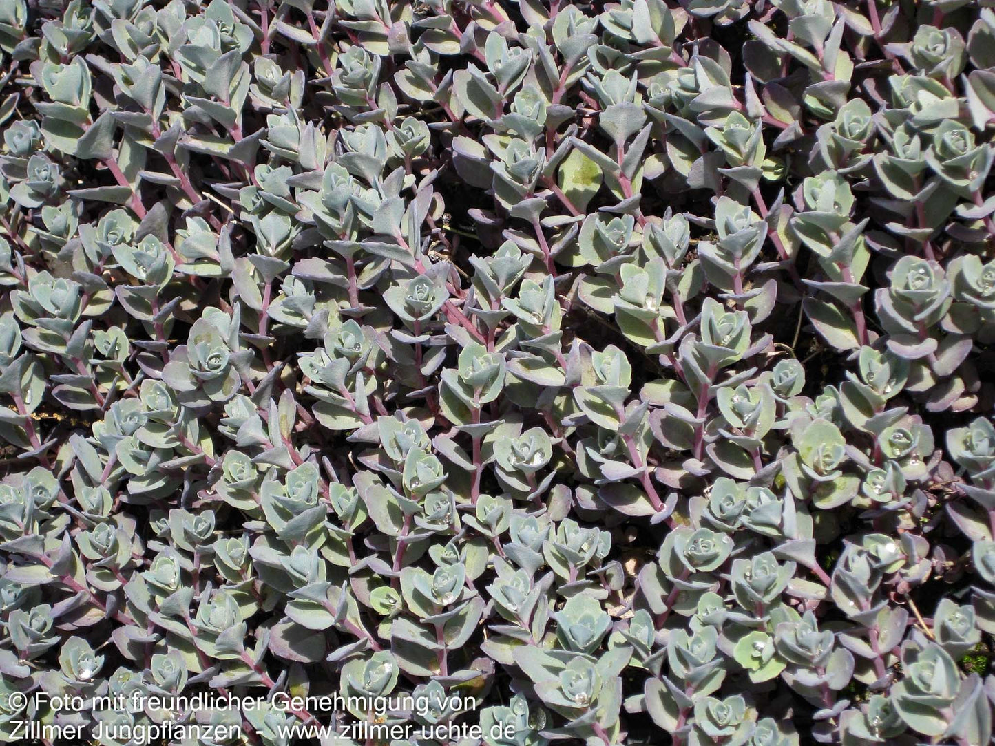 Felsen-Fettblatt 'Bertram Anderson' (Sedum cauticola)