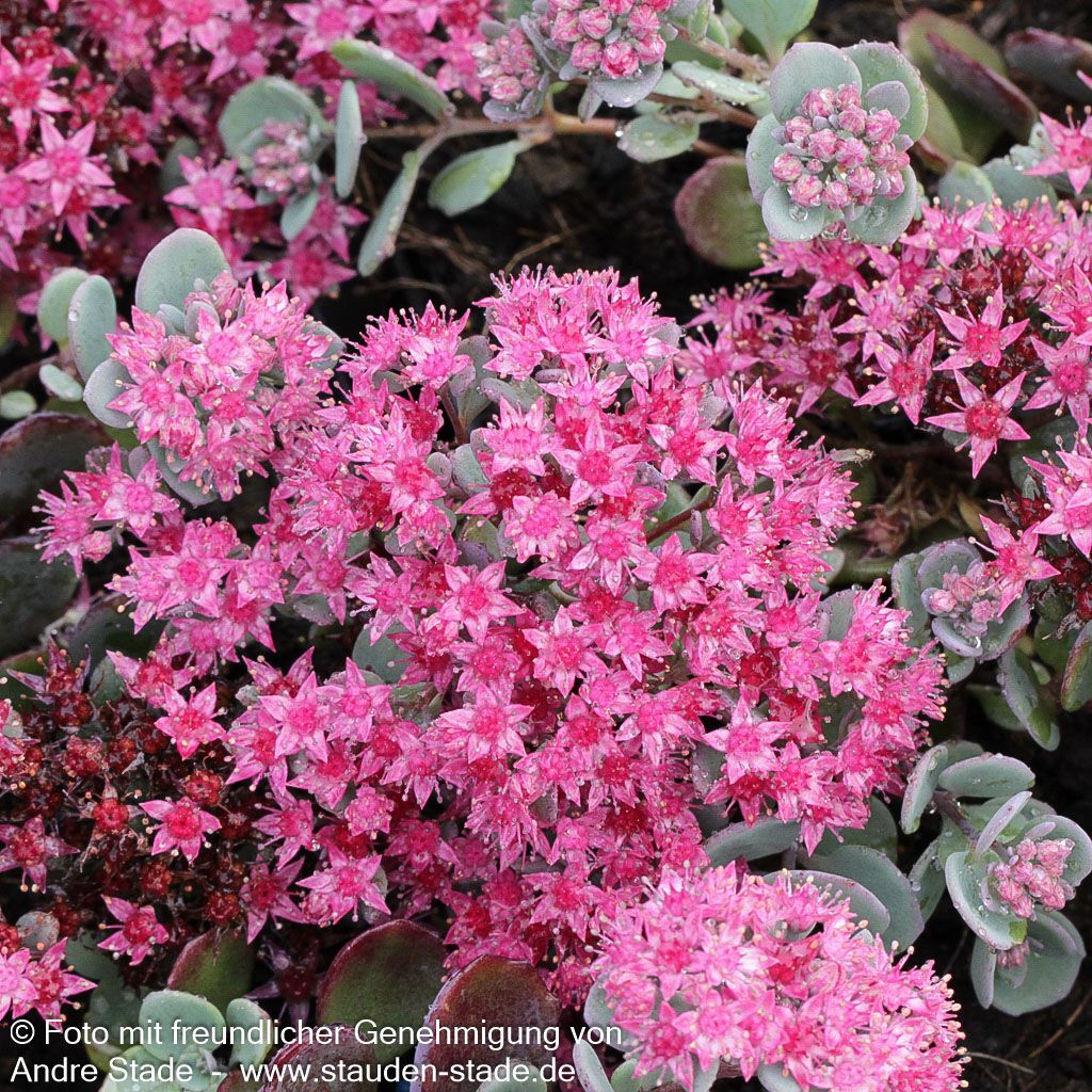 Felsen-Fettblatt 'Bertram Anderson' (Sedum cauticola)