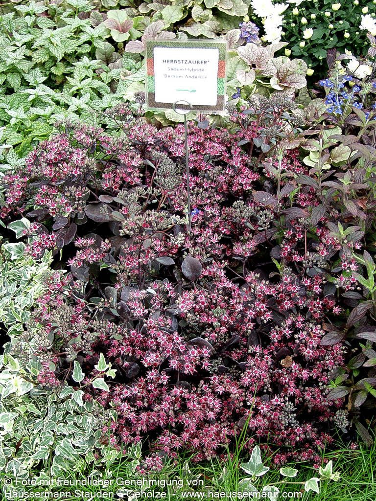 Felsen-Fettblatt 'Bertram Anderson' (Sedum cauticola)
