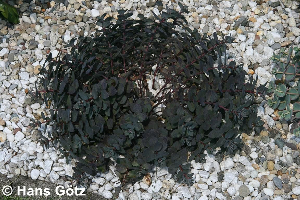Felsen-Fettblatt 'Bertram Anderson' (Sedum cauticola)
