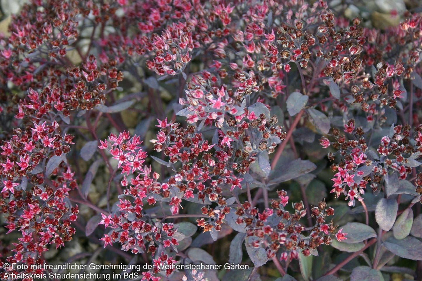 Felsen-Fettblatt 'Bertram Anderson' (Sedum cauticola)