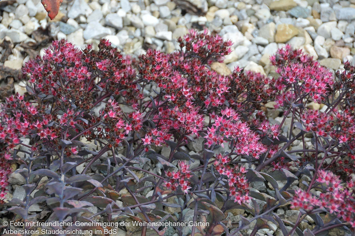 Felsen-Fettblatt 'Bertram Anderson' (Sedum cauticola)