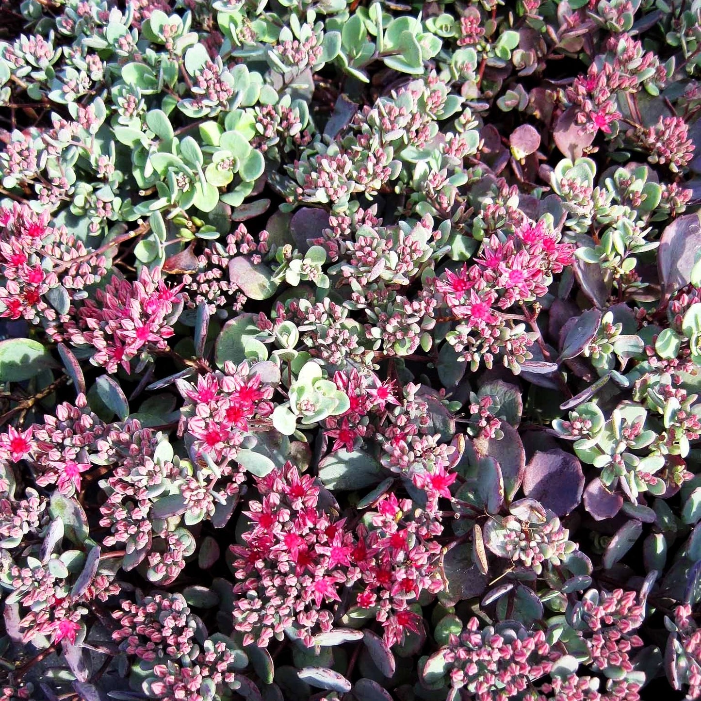 Felsen-Fettblatt 'Lidakense' (Sedum cauticola)