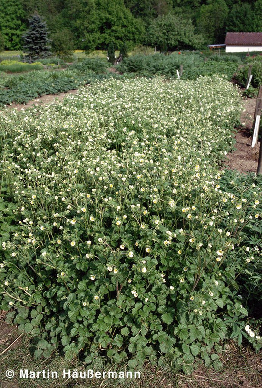 Felsen-Fingerkraut (Drymocallis rupestris)