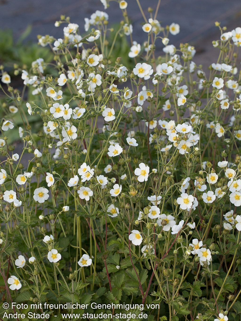 Felsen-Fingerkraut (Drymocallis rupestris)