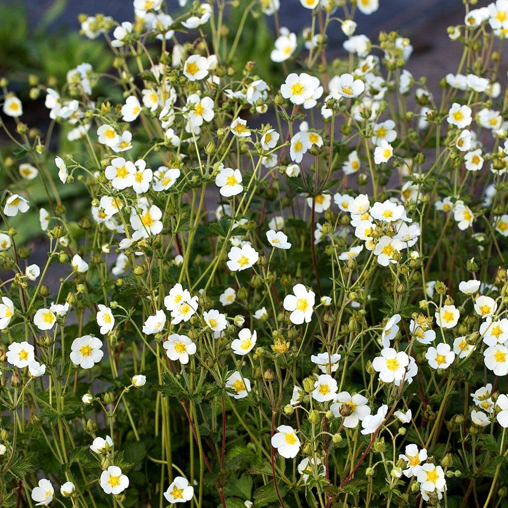 Felsen-Fingerkraut (Drymocallis rupestris)