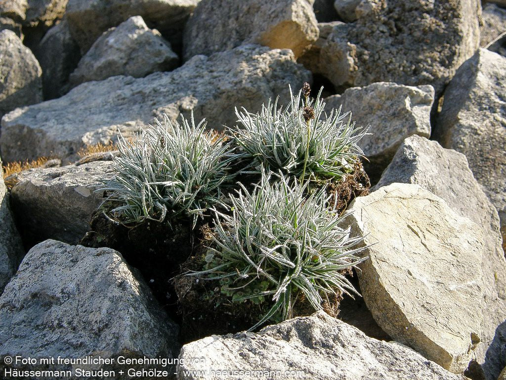 Felsen-Marbel (Luzula ulophylla)