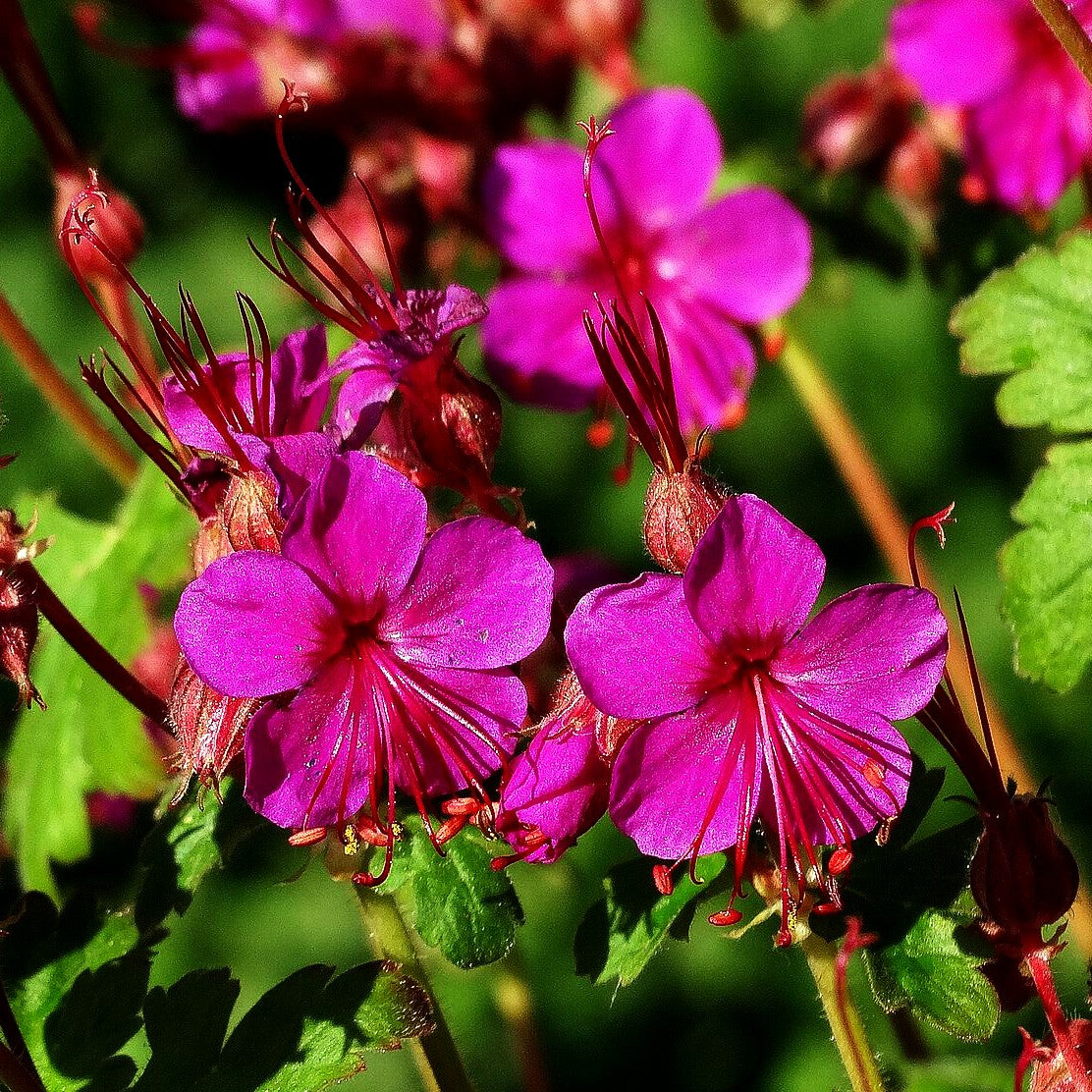 Felsen-Storchschnabel 'Czakor' (Geranium macrorrhizum)