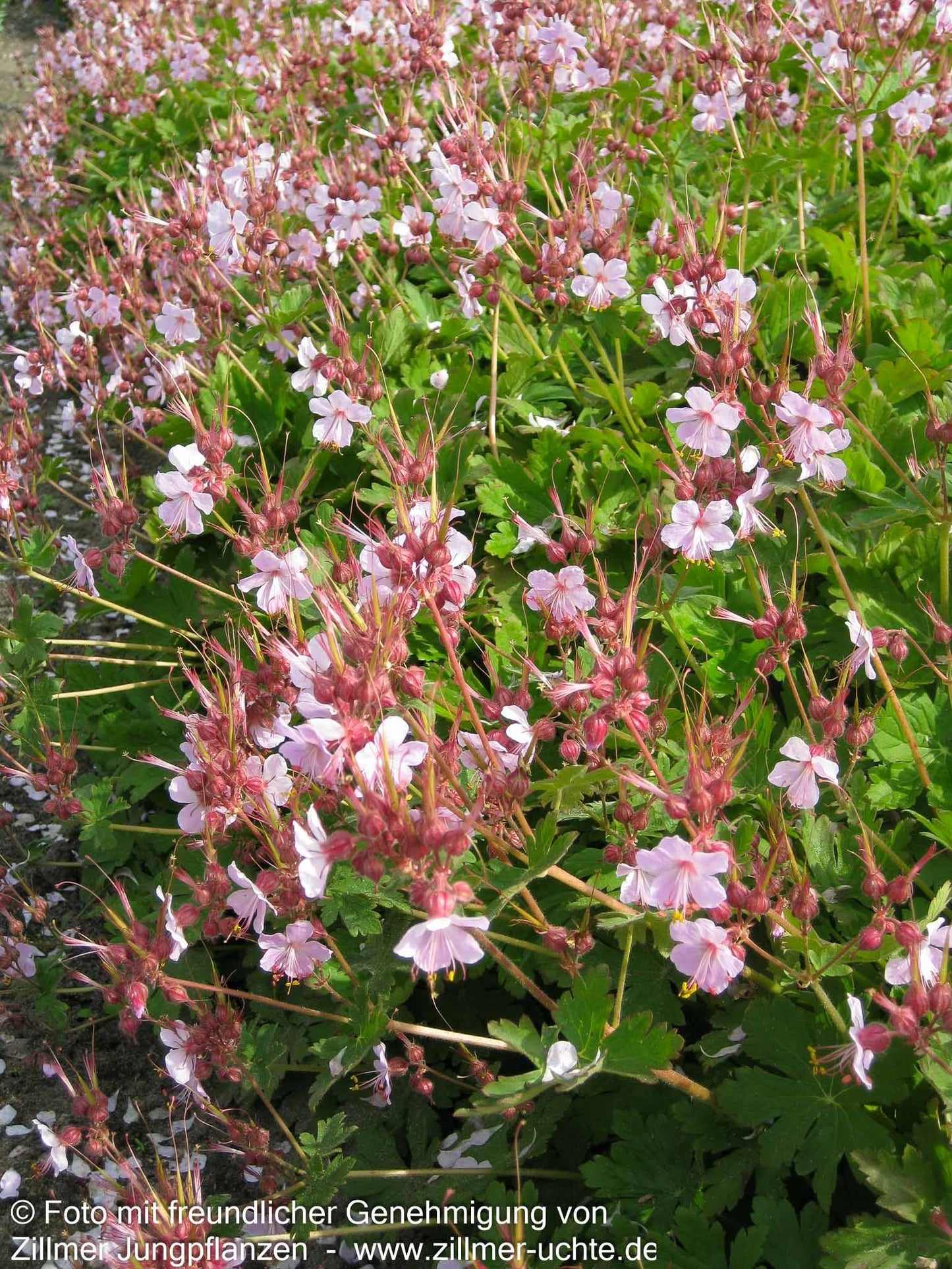 Felsen-Storchschnabel 'Ingwersen' (Geranium macrorrhizum)
