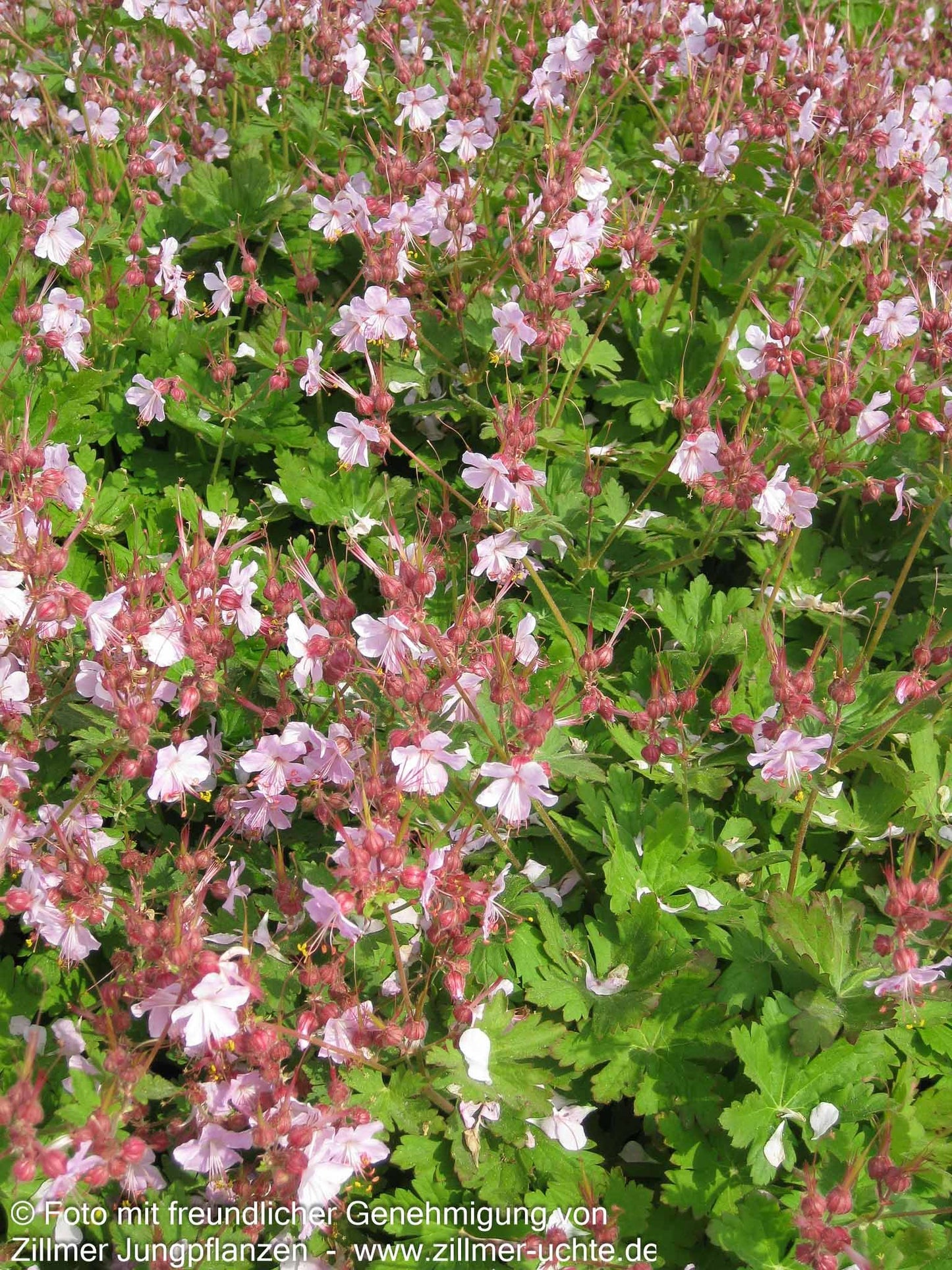 Felsen-Storchschnabel 'Ingwersen' (Geranium macrorrhizum)