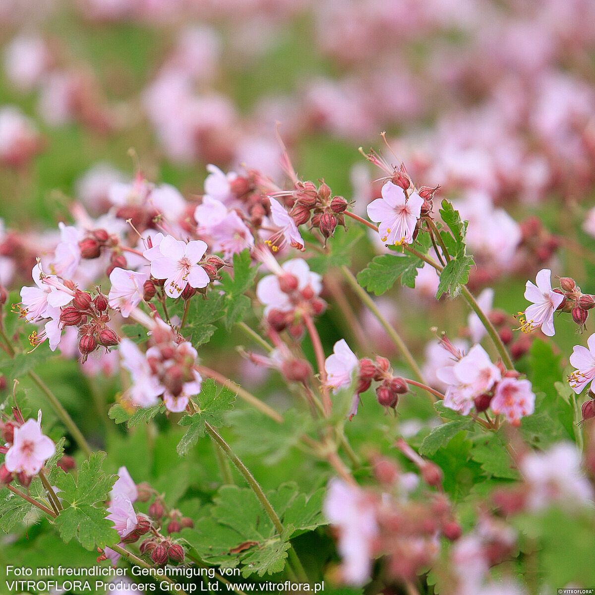 Felsen-Storchschnabel 'Ingwersen' (Geranium macrorrhizum)