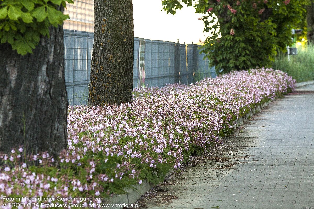 Felsen-Storchschnabel 'Ingwersen' (Geranium macrorrhizum)