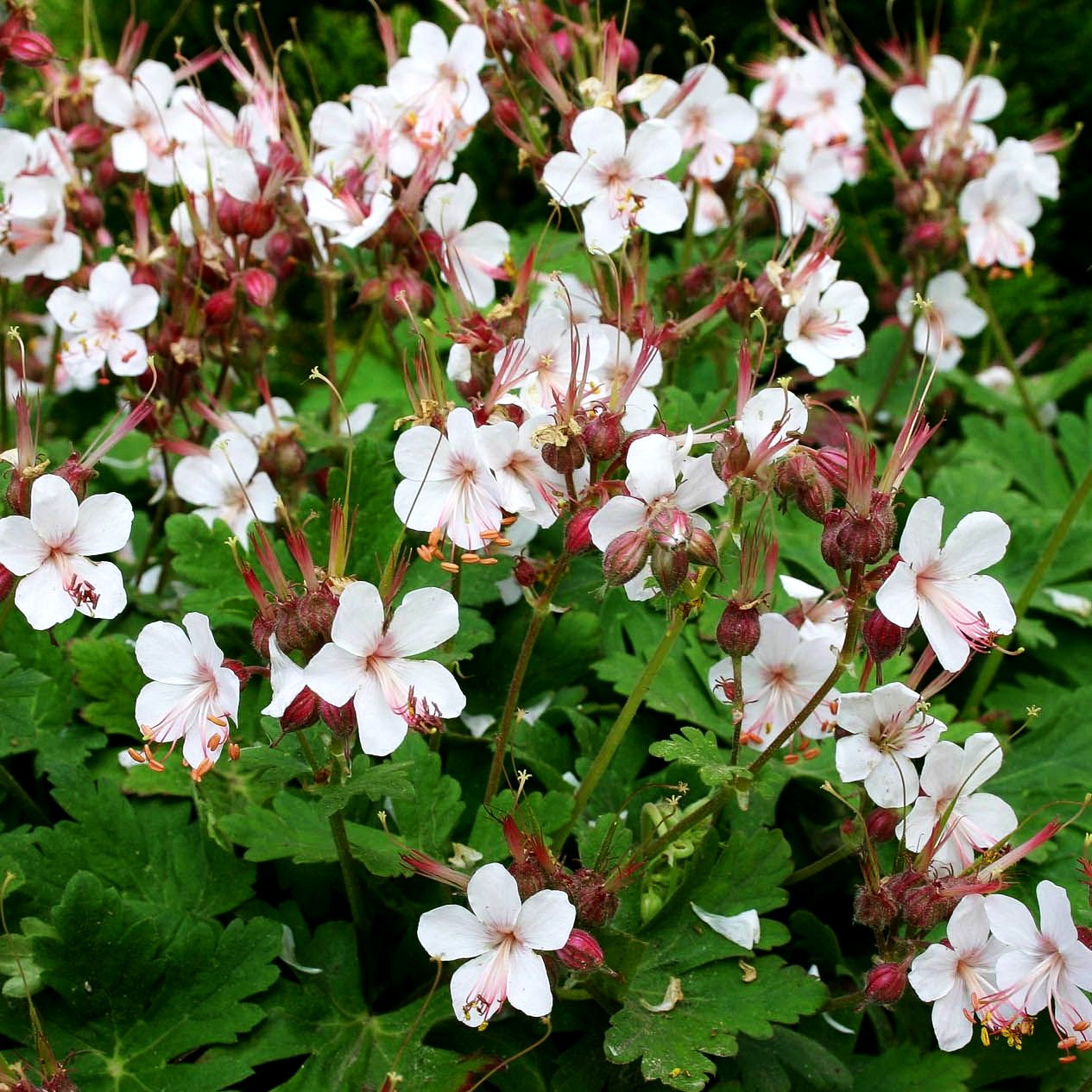 Felsen-Storchschnabel 'Spessart' (Geranium macrorrhizum)