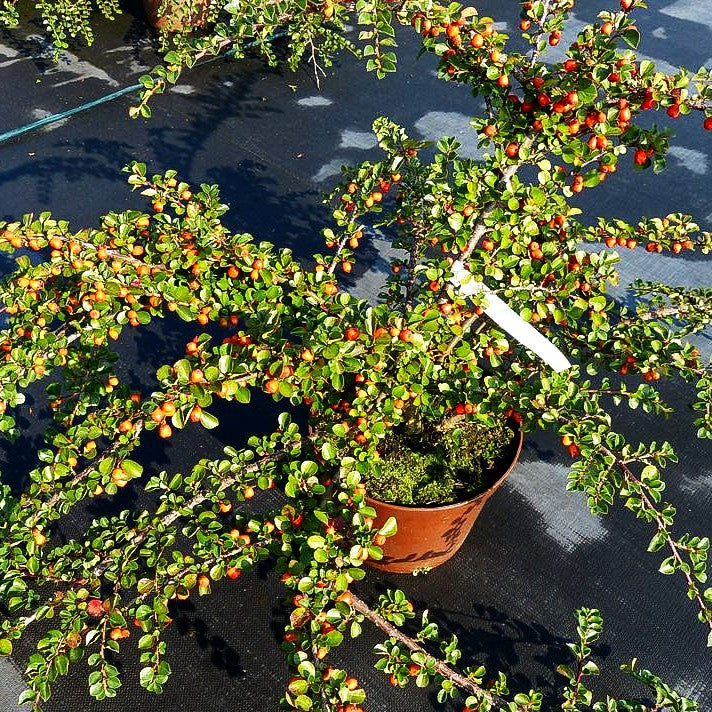 Felsen-Zwergmispel 'Boer' (Cotoneaster praecox)
