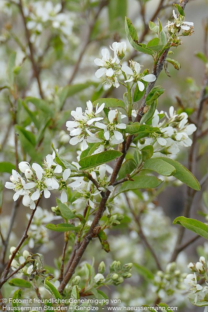 Felsenbirne 'Rainbow Pillar' (Amelanchier canad.)