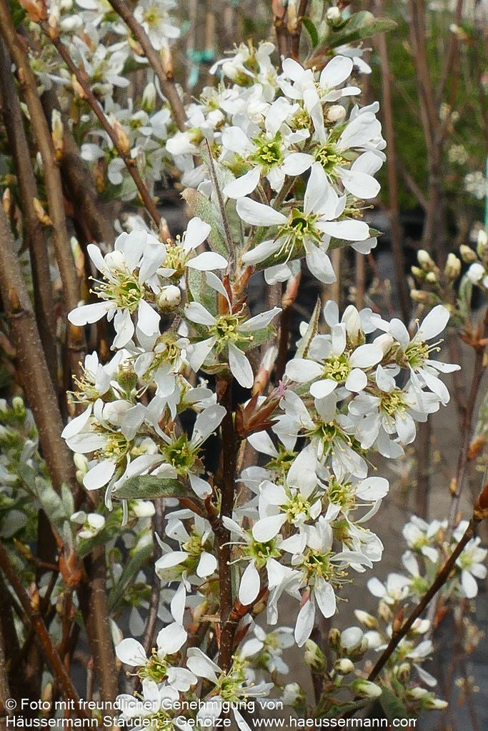Felsenbirne 'Rainbow Pillar' (Amelanchier canad.)