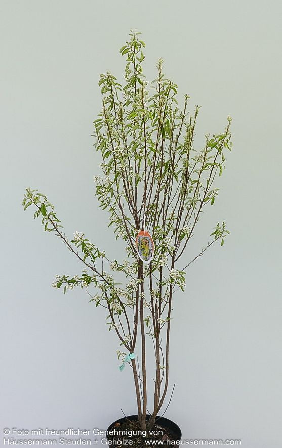 Felsenbirne 'Rainbow Pillar' (Amelanchier canad.)