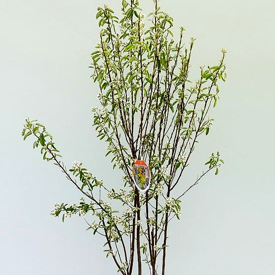 Felsenbirne 'Rainbow Pillar' (Amelanchier canad.)