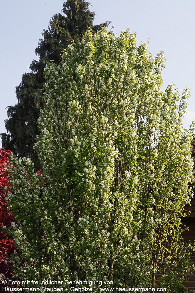 Felsenbirne 'Rainbow Pillar' (Amelanchier canad.)
