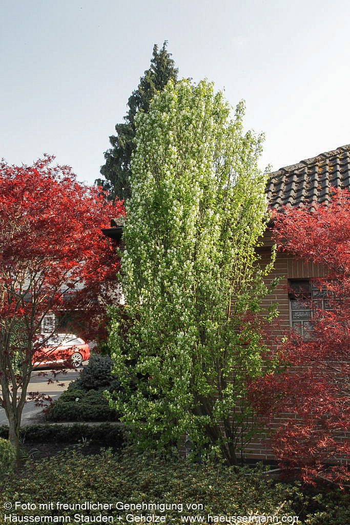 Felsenbirne 'Rainbow Pillar' (Amelanchier canad.)