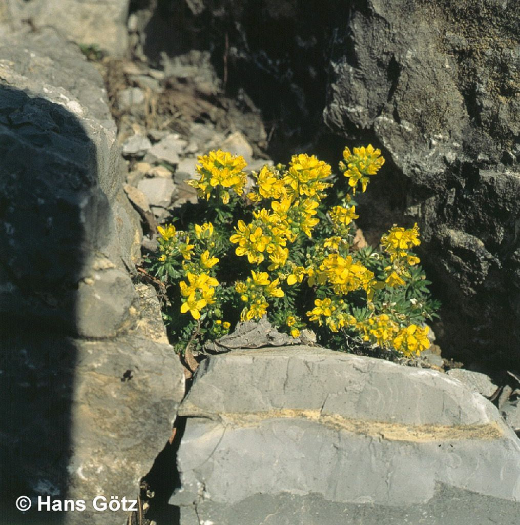 Felsenblümchen (Draba aizoides)