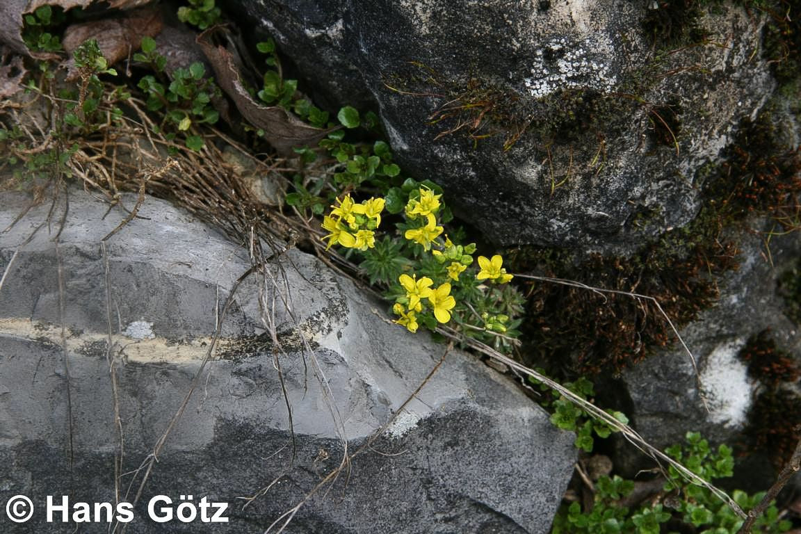 Felsenblümchen (Draba aizoides)