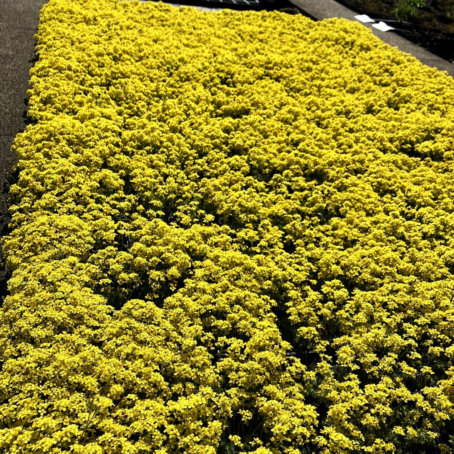 Felsenblümchen (Draba aizoides)
