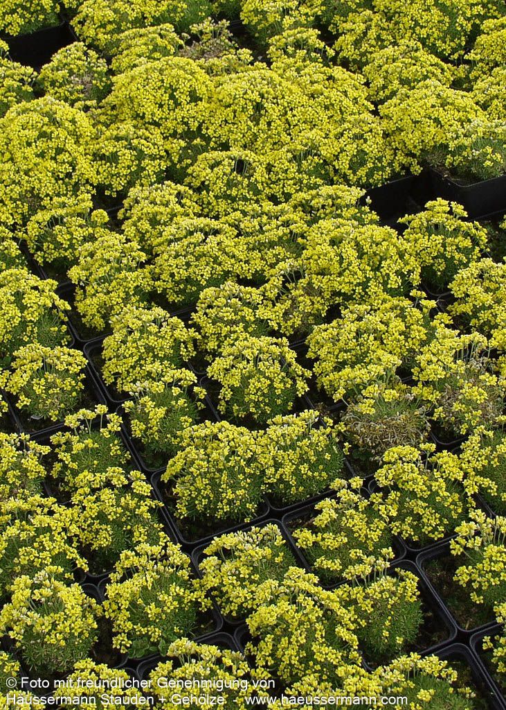 Felsenblümchen (Draba bruniifolia)