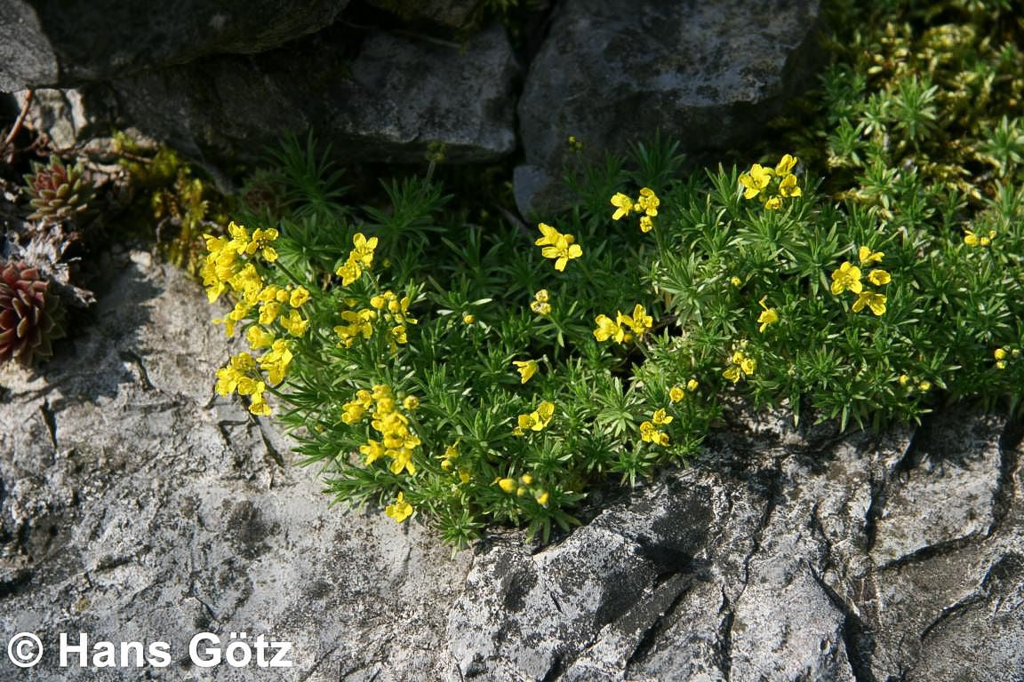 Felsenblümchen (Draba bruniifolia)