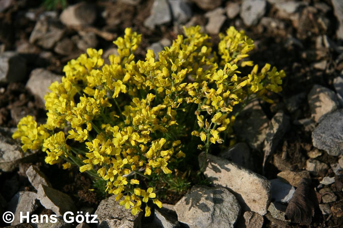 Felsenblümchen (Draba bruniifolia)