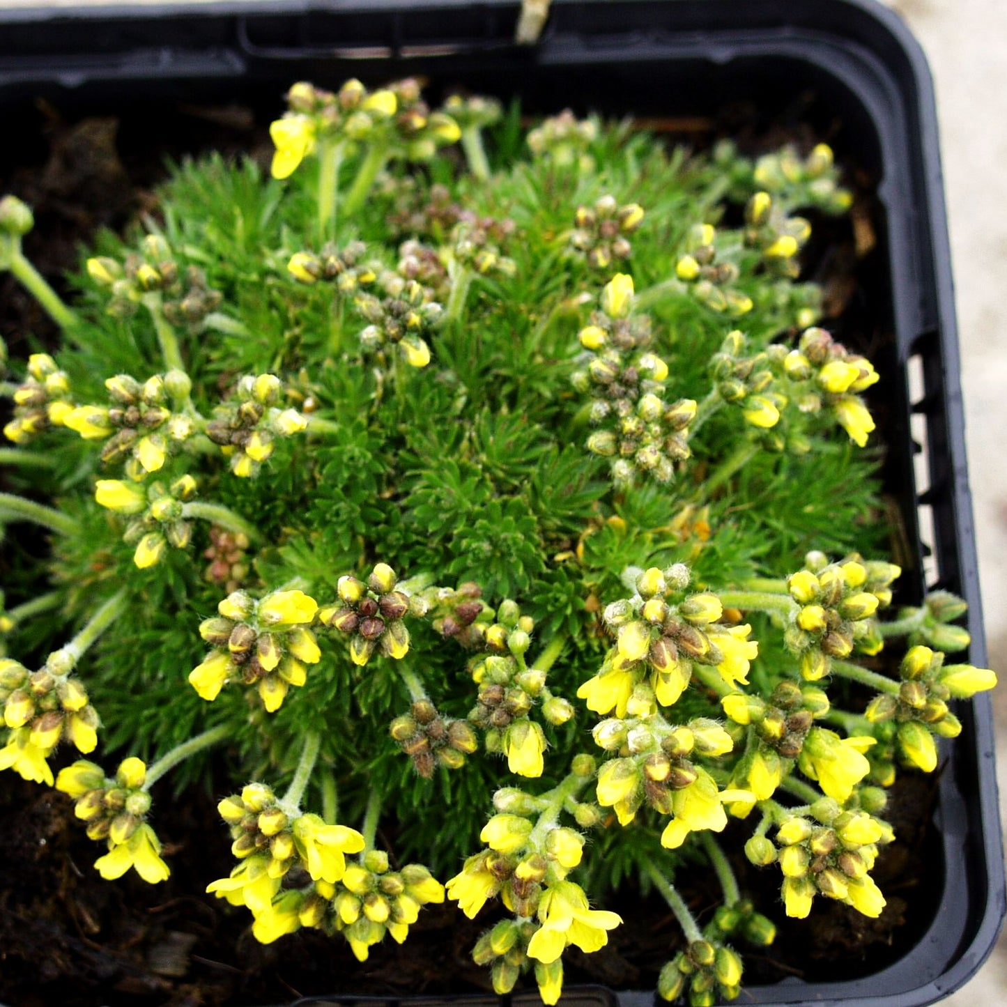 Felsenblümchen (Draba rigida)