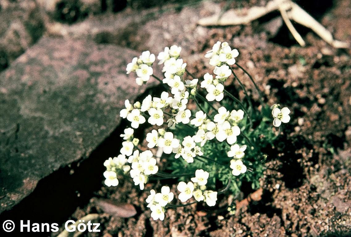 Felsenblümchen (Draba x suendermannii)