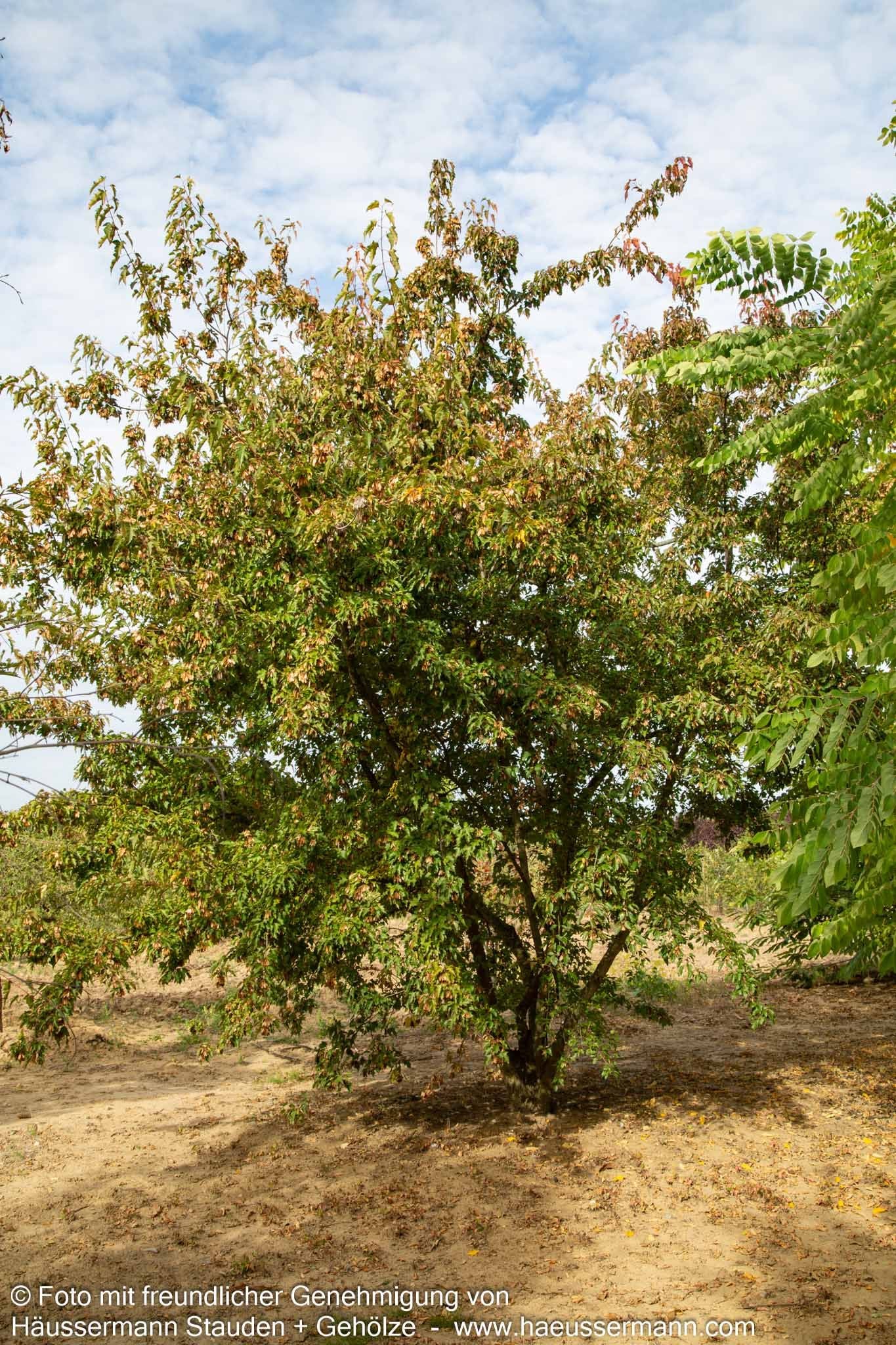 Feuer-Ahorn (Acer ginnala)