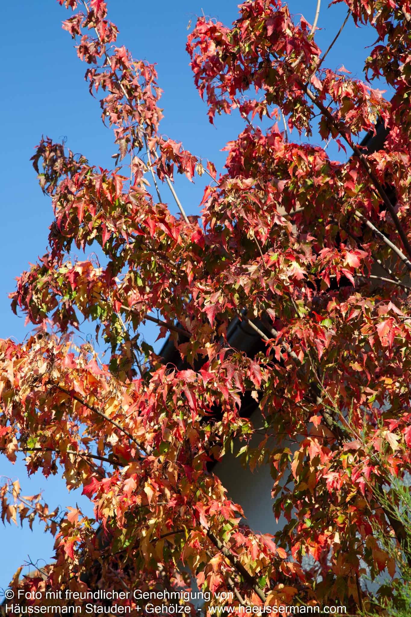 Feuer-Ahorn (Acer ginnala)