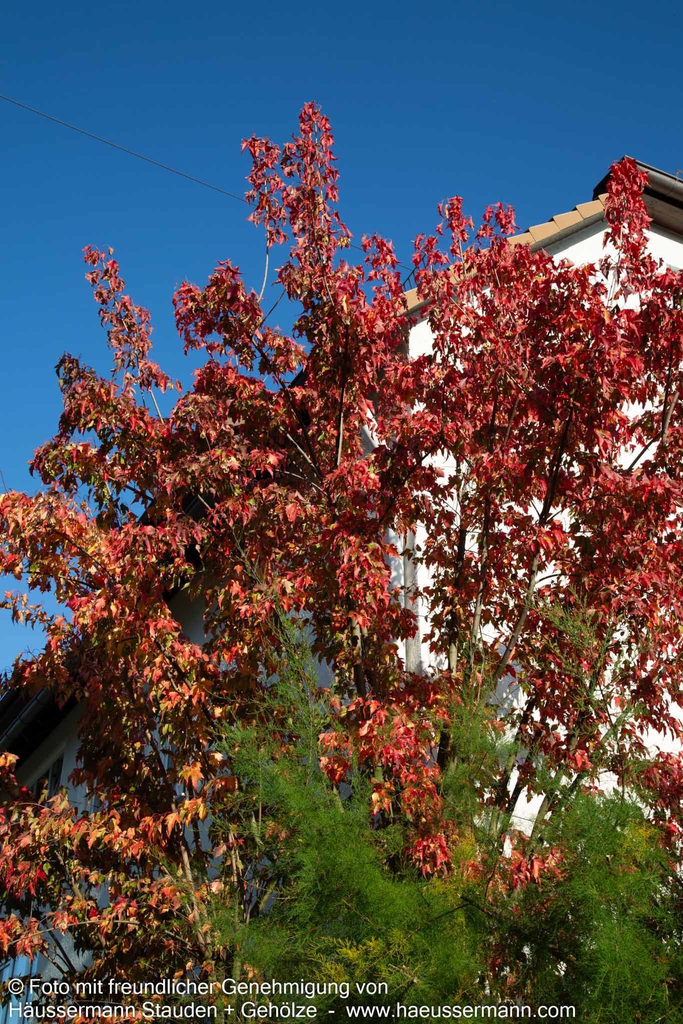 Feuer-Ahorn (Acer ginnala)