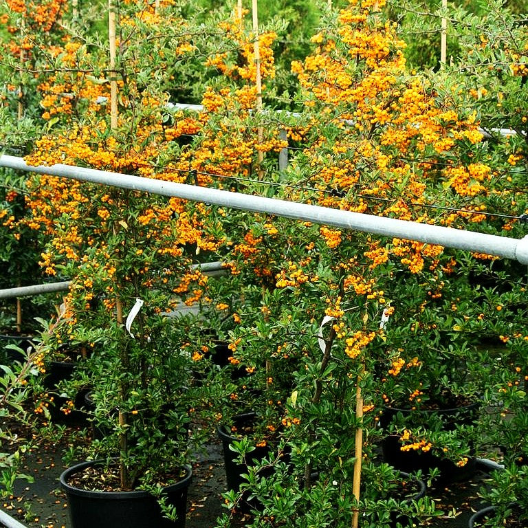 Feuerdorn 'Golden Charmer' (Pyracantha x cult.)