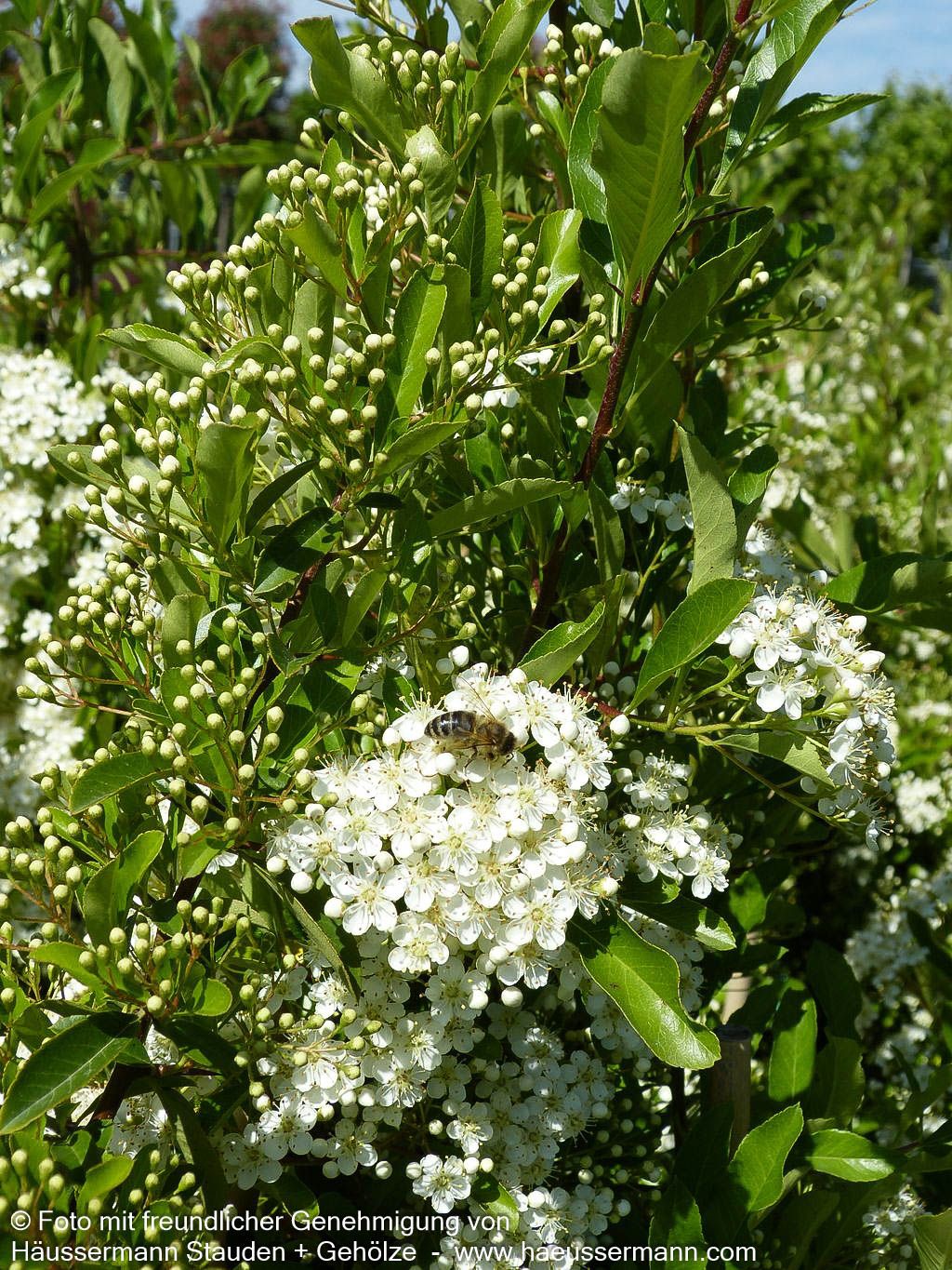 Feuerdorn 'Orange Charmer' (Pyracantha x cult.)
