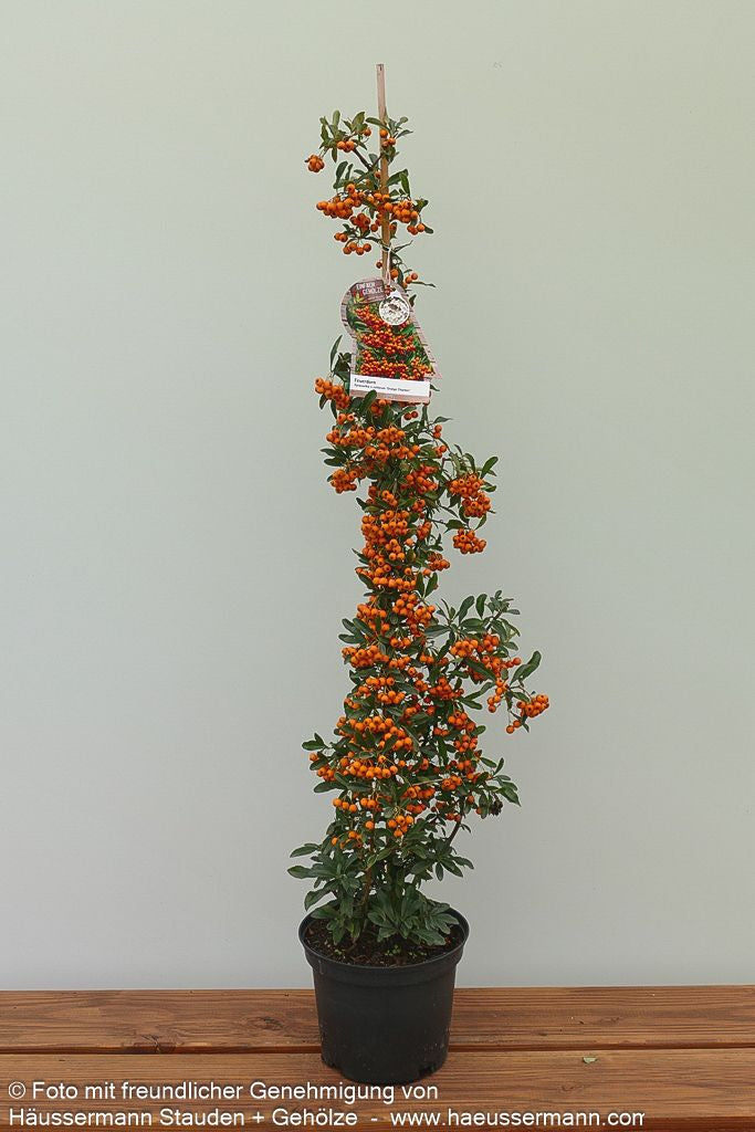 Feuerdorn 'Orange Charmer' (Pyracantha x cult.)
