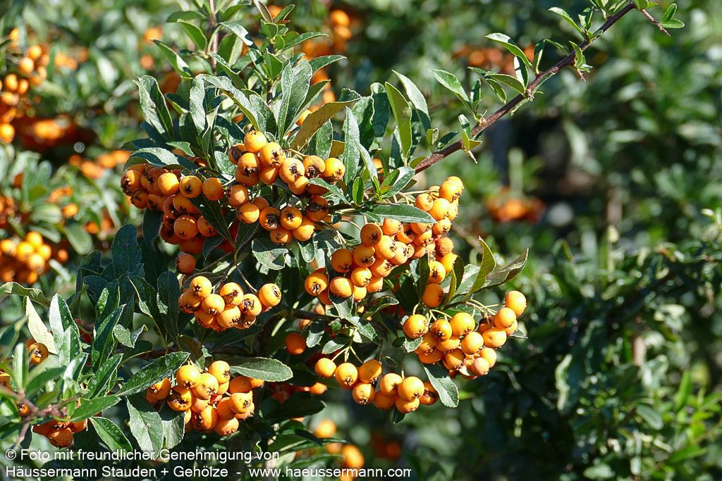 Feuerdorn 'Orange Charmer' (Pyracantha x cult.)