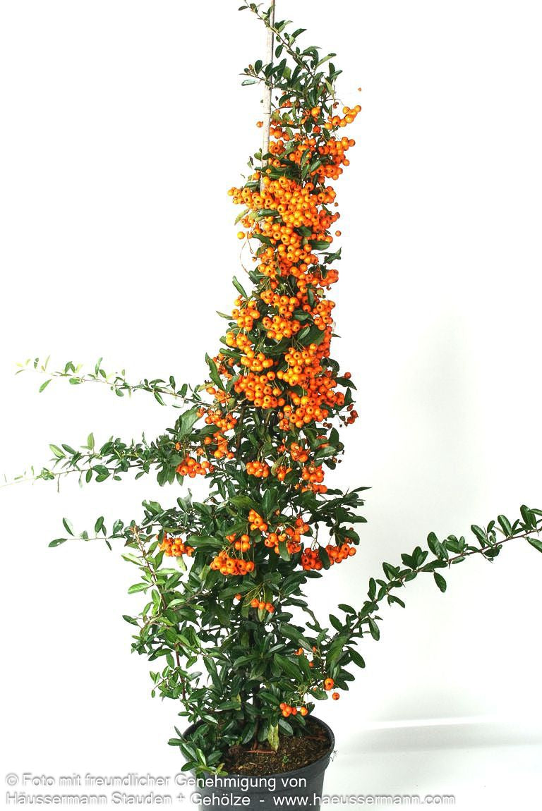Feuerdorn 'Orange Charmer' (Pyracantha x cult.)