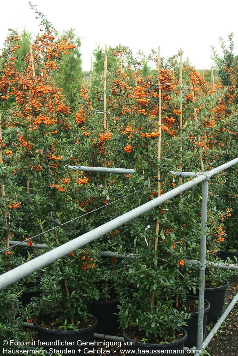 Feuerdorn 'Orange Charmer' (Pyracantha x cult.)