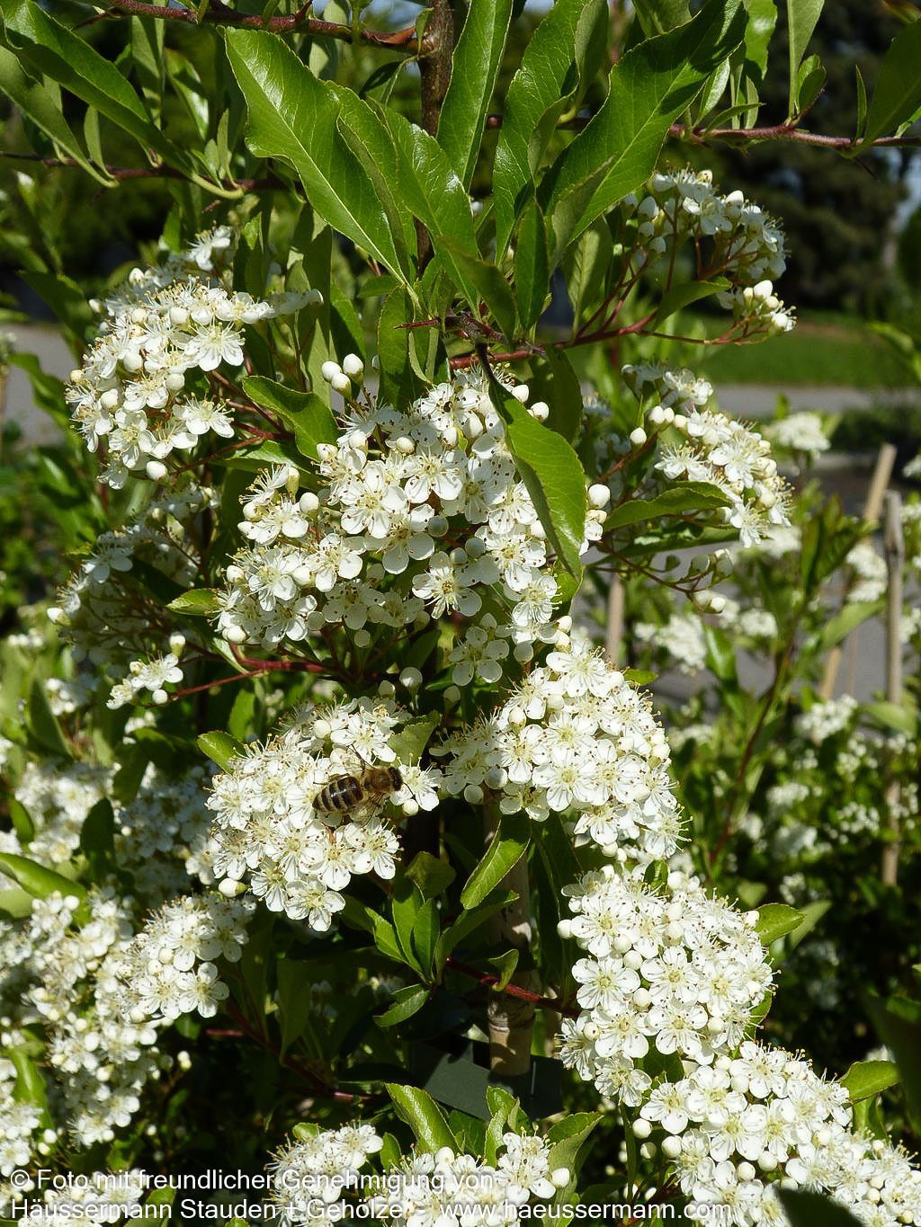 Feuerdorn 'Orange Glow' (Pyracantha x cult.)