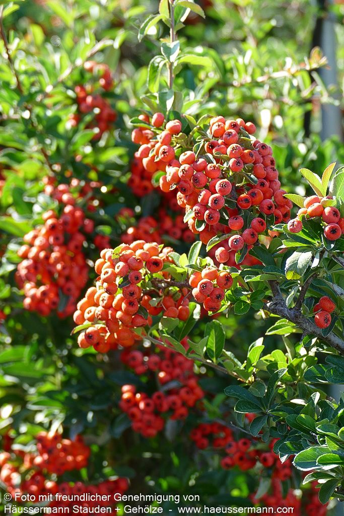 Feuerdorn 'Orange Glow' (Pyracantha x cult.)