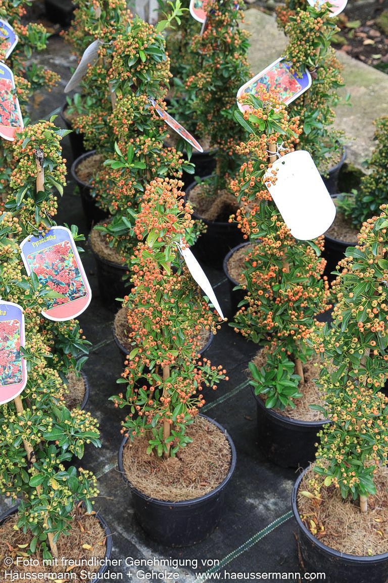 Feuerdorn 'Orange Glow' (Pyracantha x cult.)