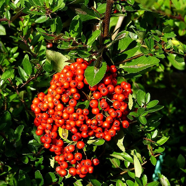 Feuerdorn 'Red Column' (Pyracantha coccinea)