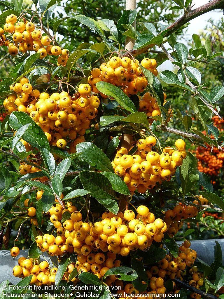 Feuerdorn 'Soleil d'Or' (Pyracantha coccinea)