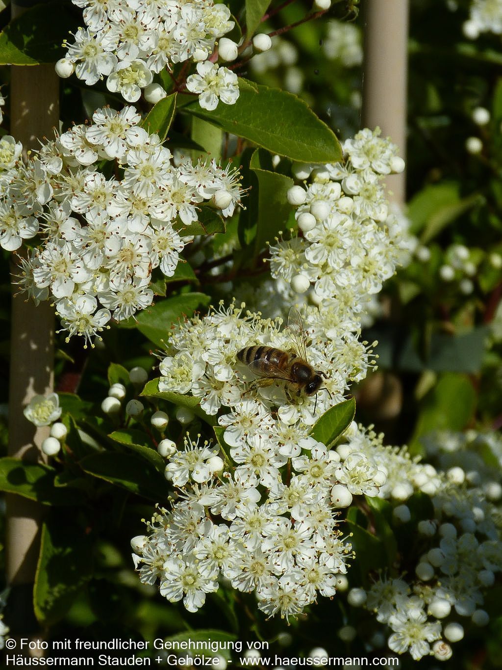 Feuerdorn 'Soleil d'Or' (Pyracantha coccinea)