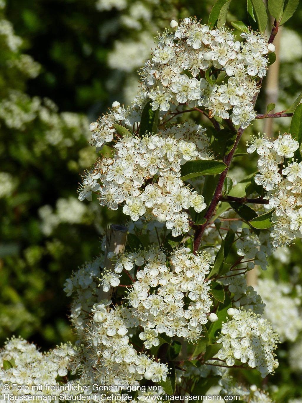 Feuerdorn 'Soleil d'Or' (Pyracantha coccinea)