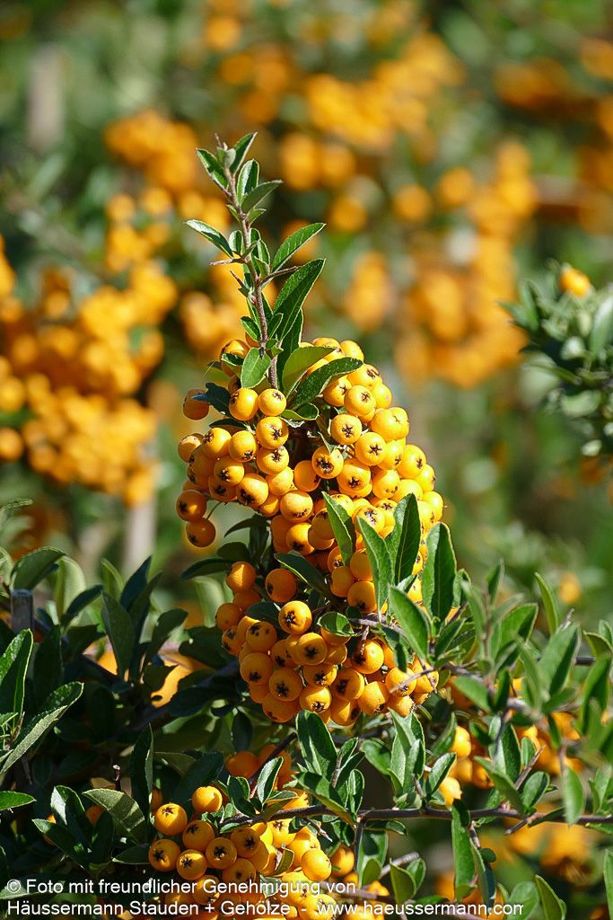 Feuerdorn 'Soleil d'Or' (Pyracantha coccinea)