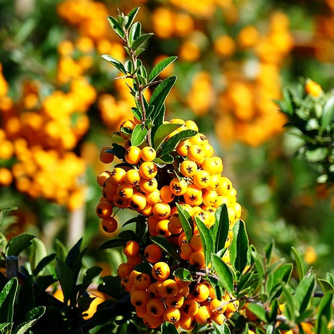 Feuerdorn 'Soleil d'Or' (Pyracantha coccinea)